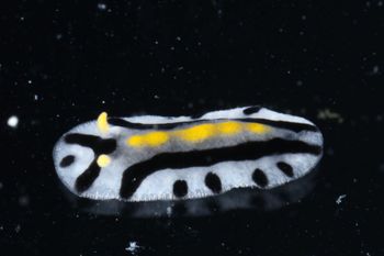 Media type: image;   Malacology 393807 Description: live specimen;